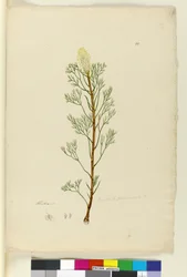 Pagina 10. Petrophile pedunculata, c.1803-06
